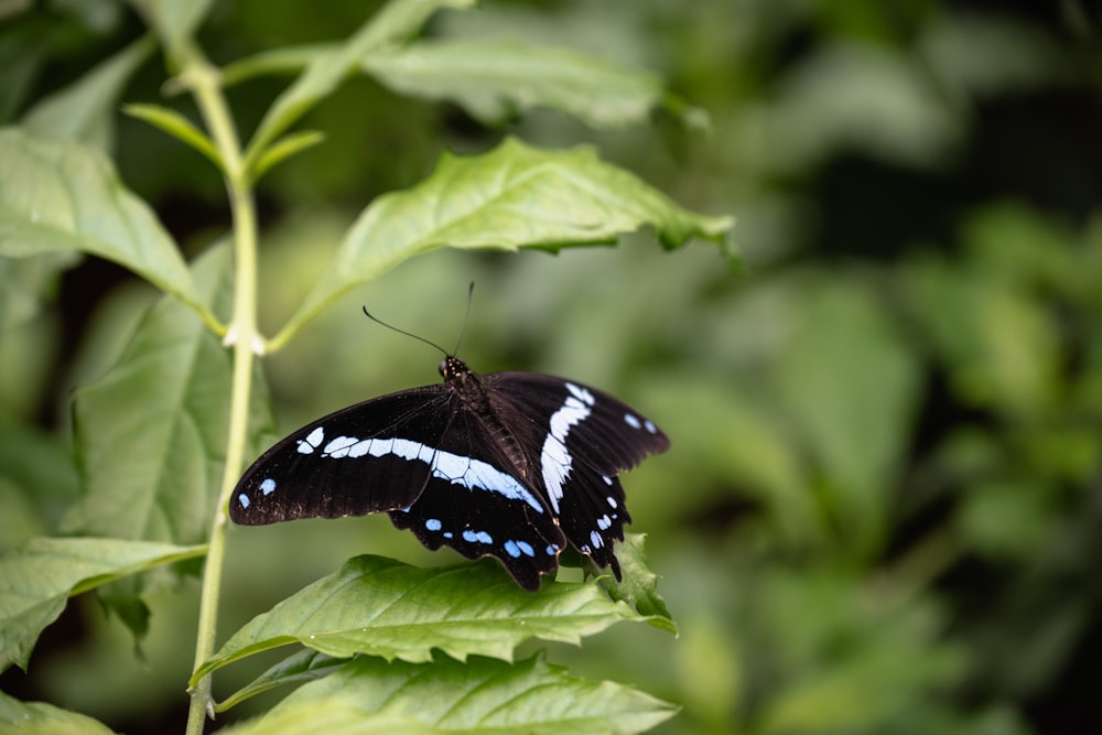a black and white butterfly sitting on a green leaf