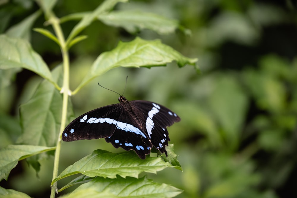 ein schwarz-weißer Schmetterling, der auf einem grünen Blatt sitzt