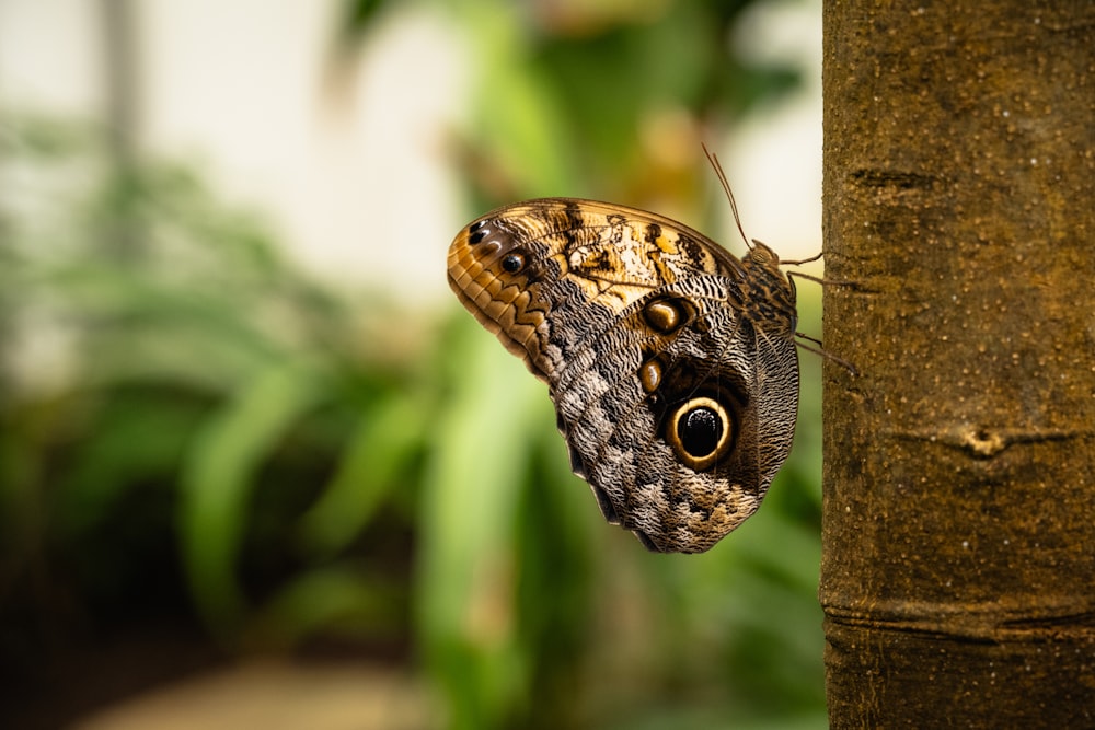 a close up of a butterfly on a tree