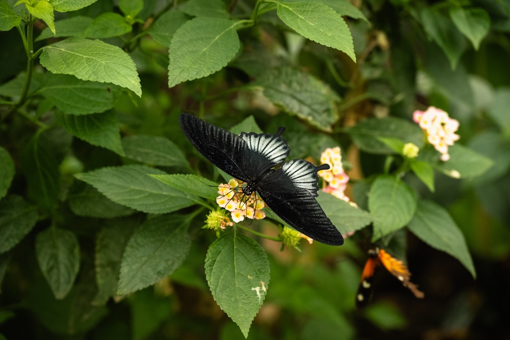 a black and white butterfly sitting on top of a leaf