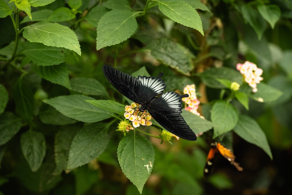 ein schwarz-weißer Schmetterling, der auf einem Blatt sitzt