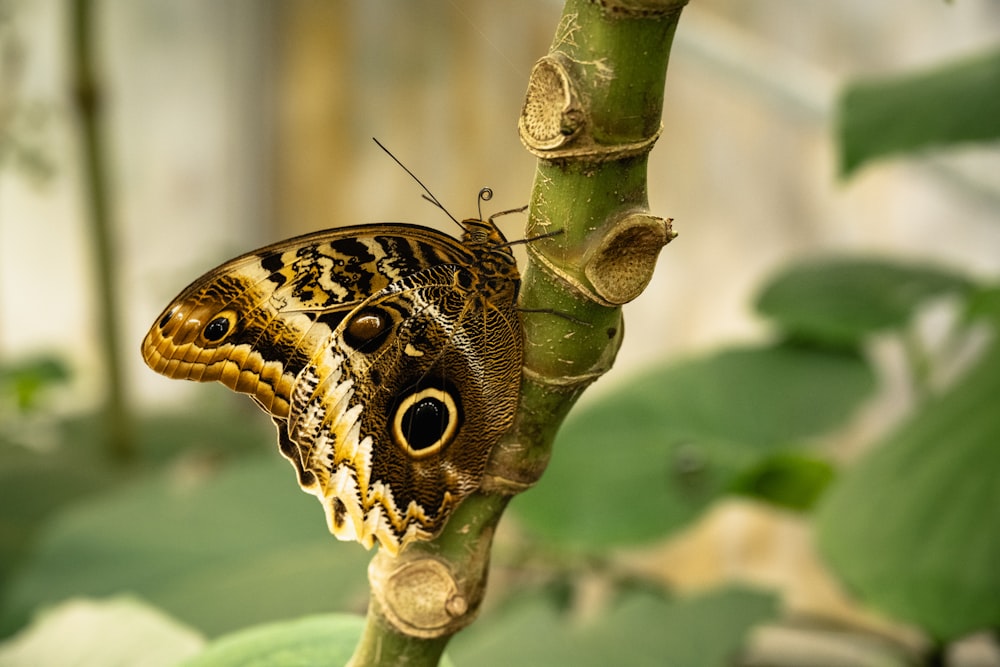 a close up of a butterfly on a plant