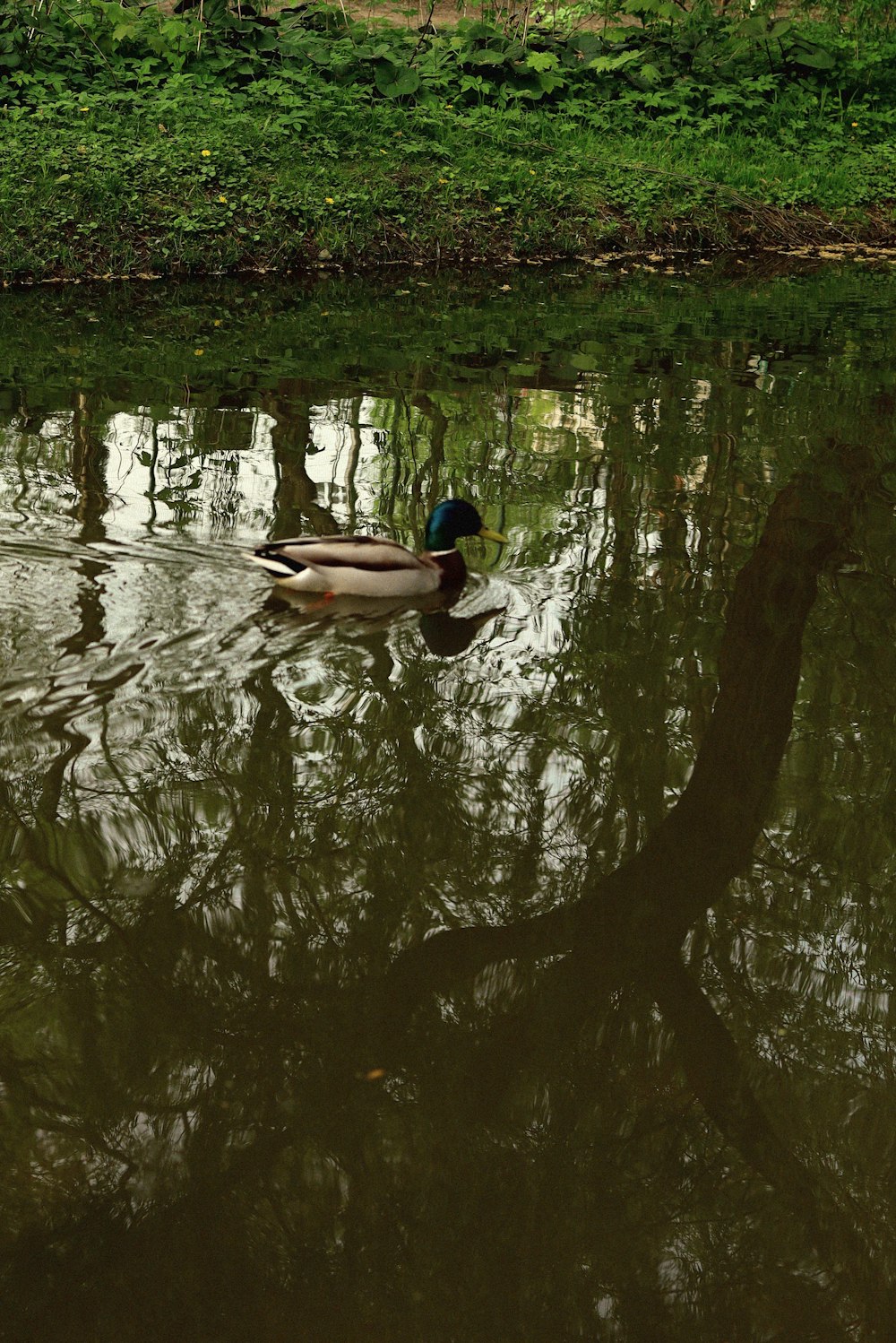 a duck floating on top of a body of water