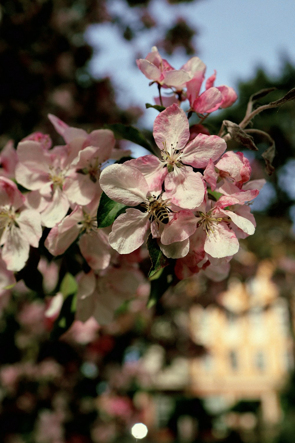 a close up of a pink flower on a tree