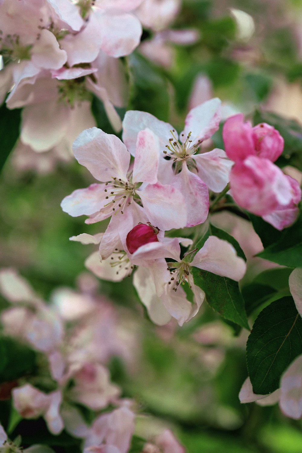 a bunch of flowers that are on a tree