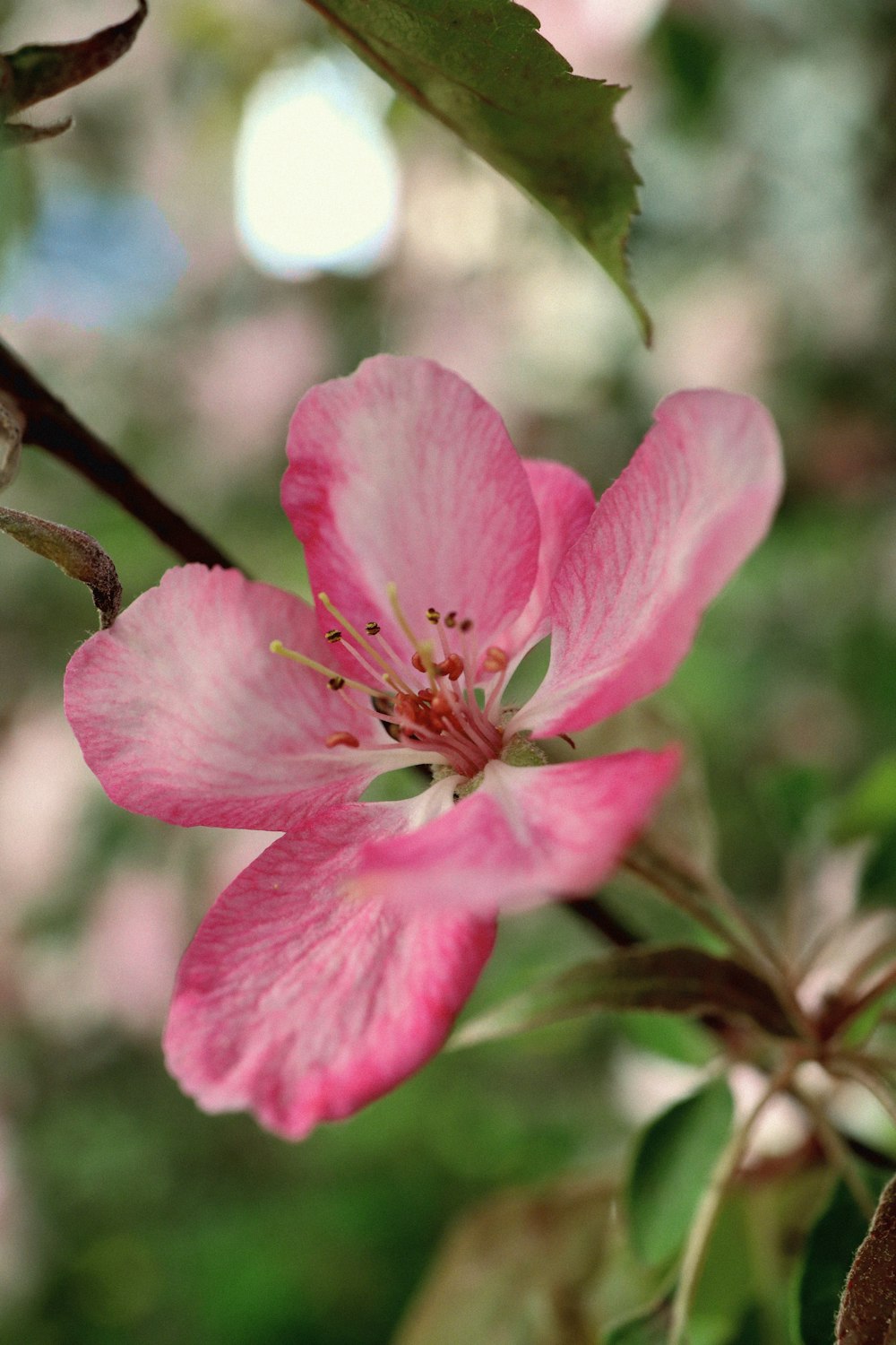 a close up of a pink flower on a tree