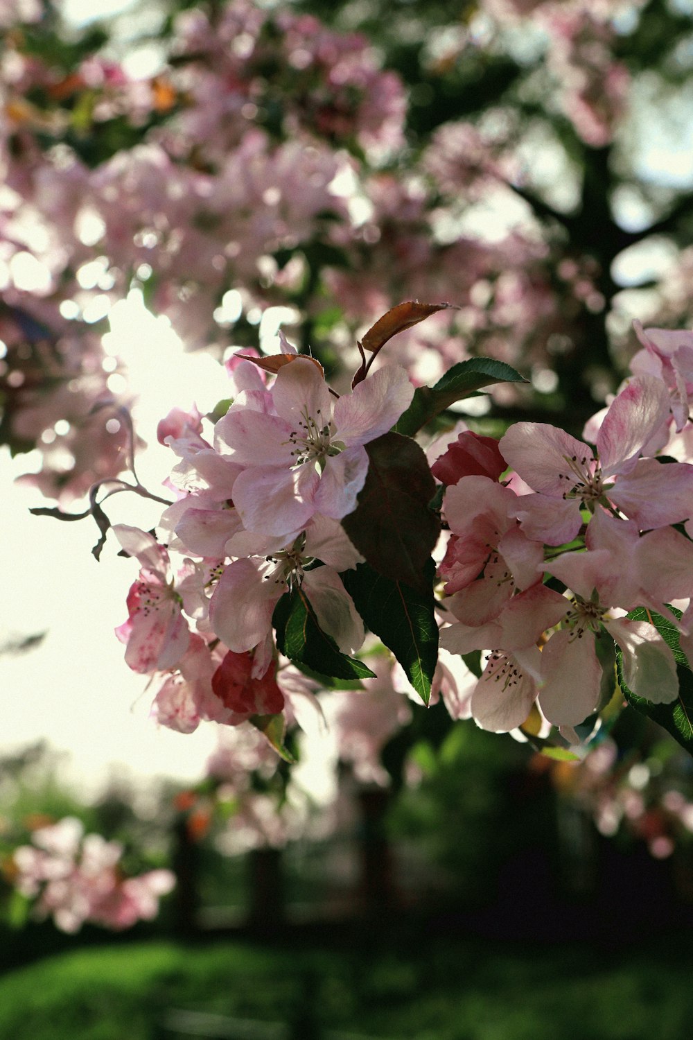 a tree filled with lots of pink flowers