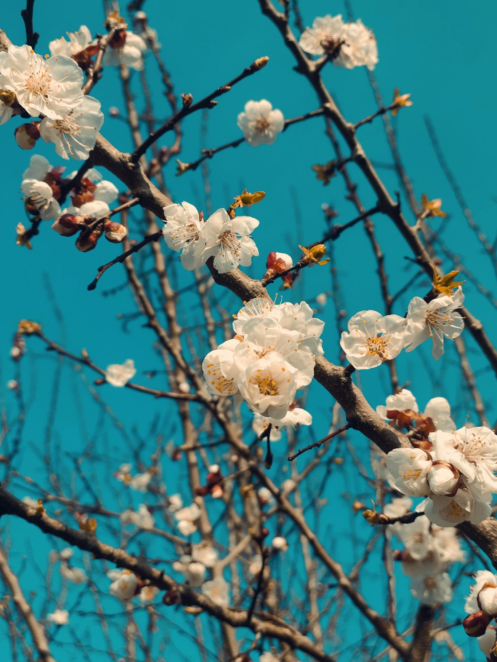 a tree with white flowers in front of a blue sky