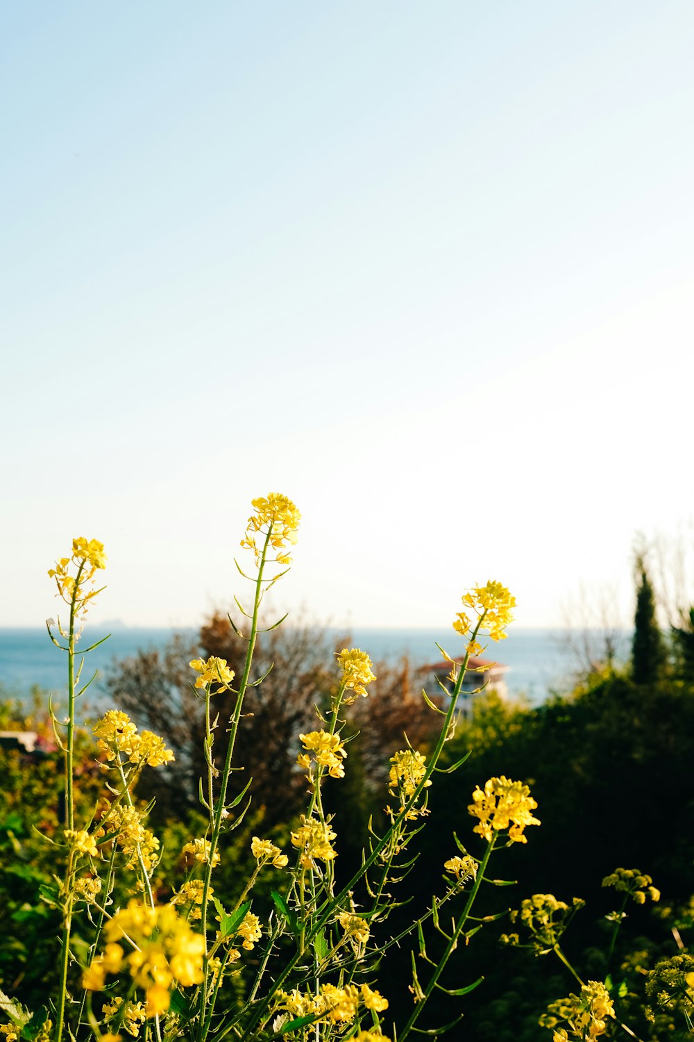 a field of yellow flowers with the ocean in the background