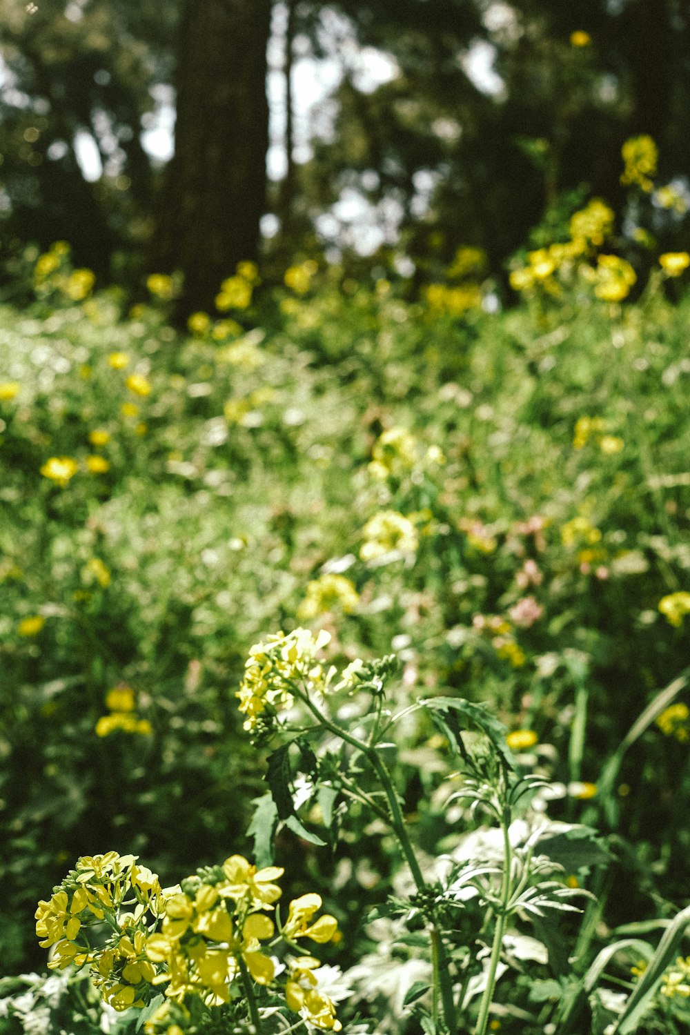 a field full of yellow flowers next to a forest