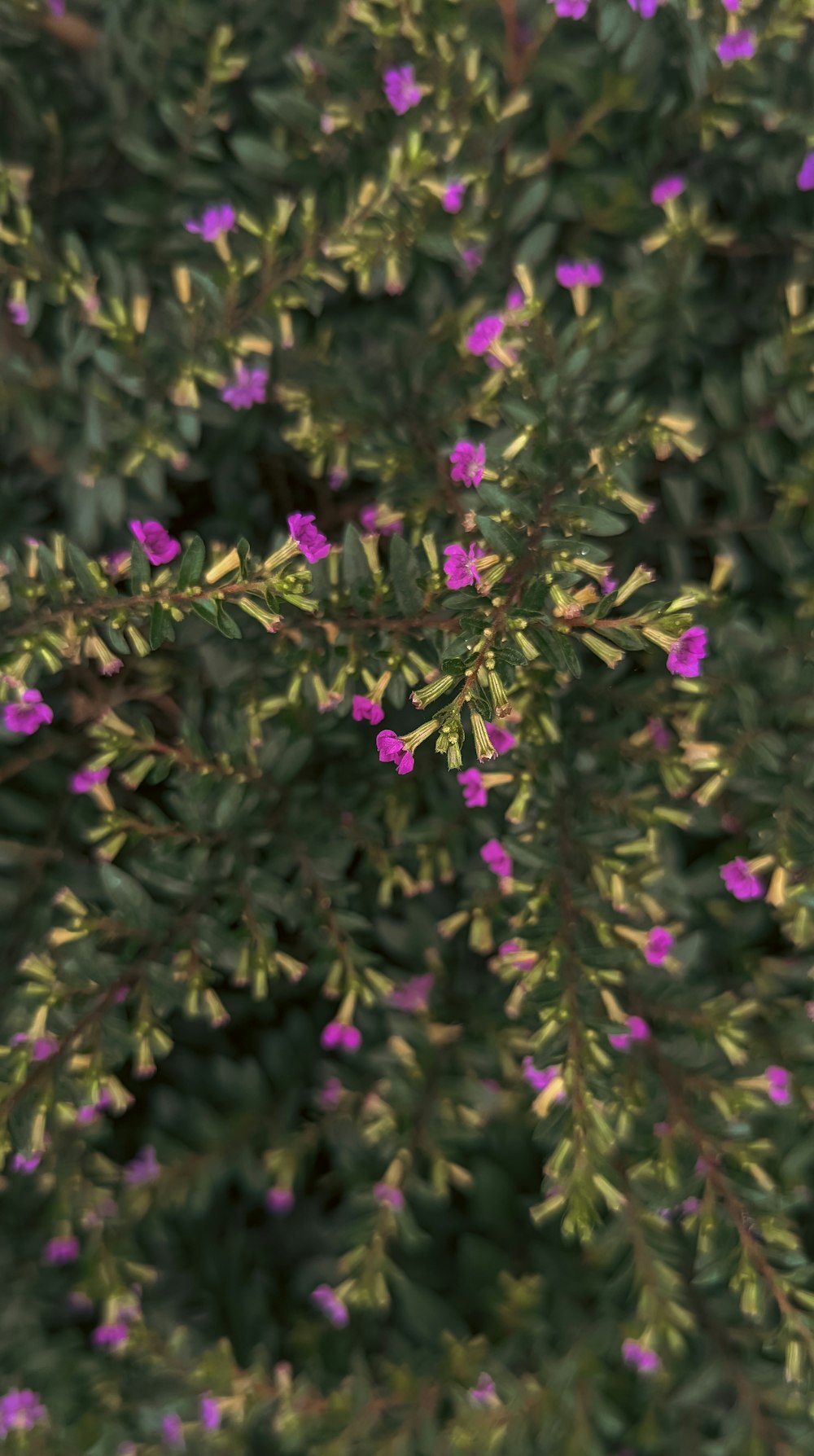 a close up of a plant with purple flowers