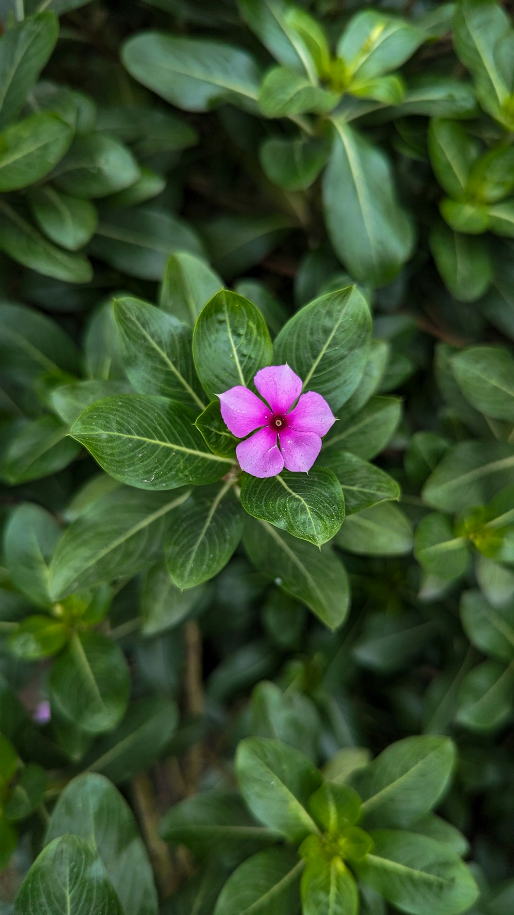 a small pink flower surrounded by green leaves