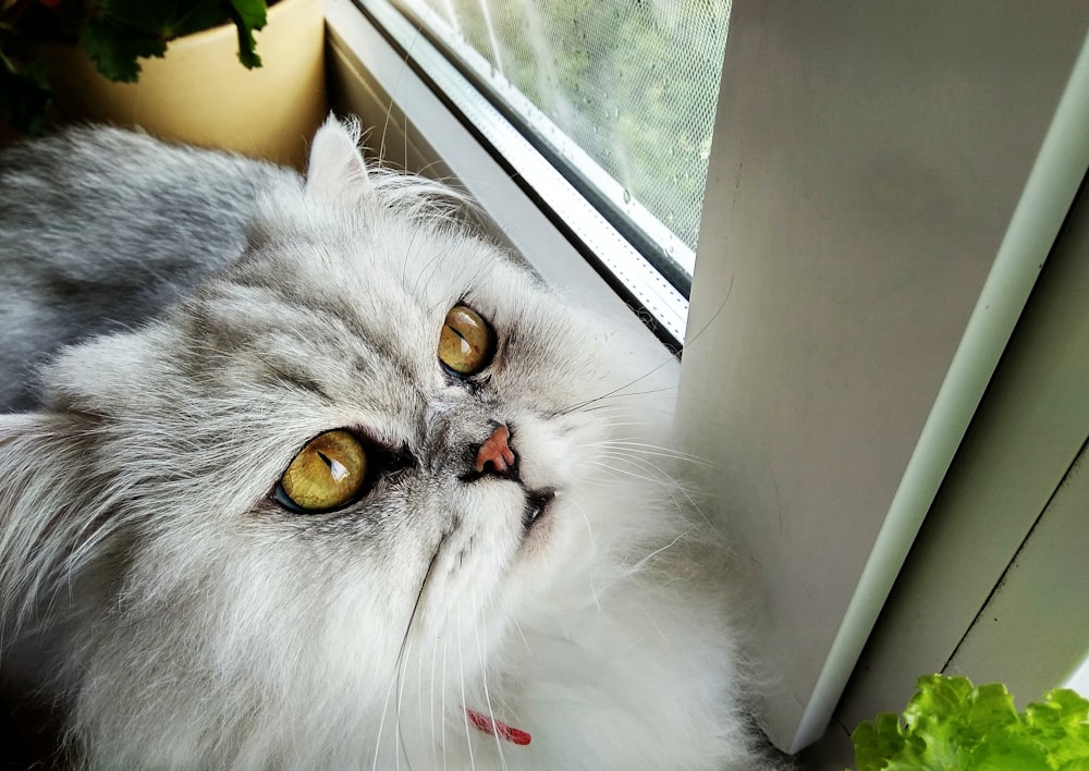 a cat is looking out of a window