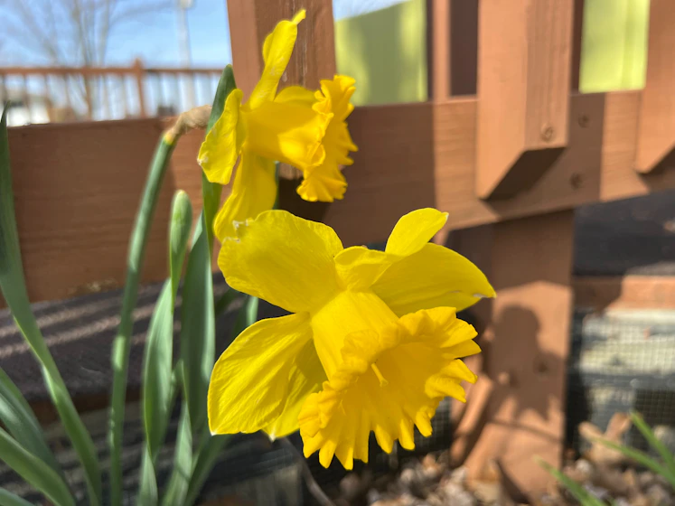 two yellow daffodils in front of a wooden fence