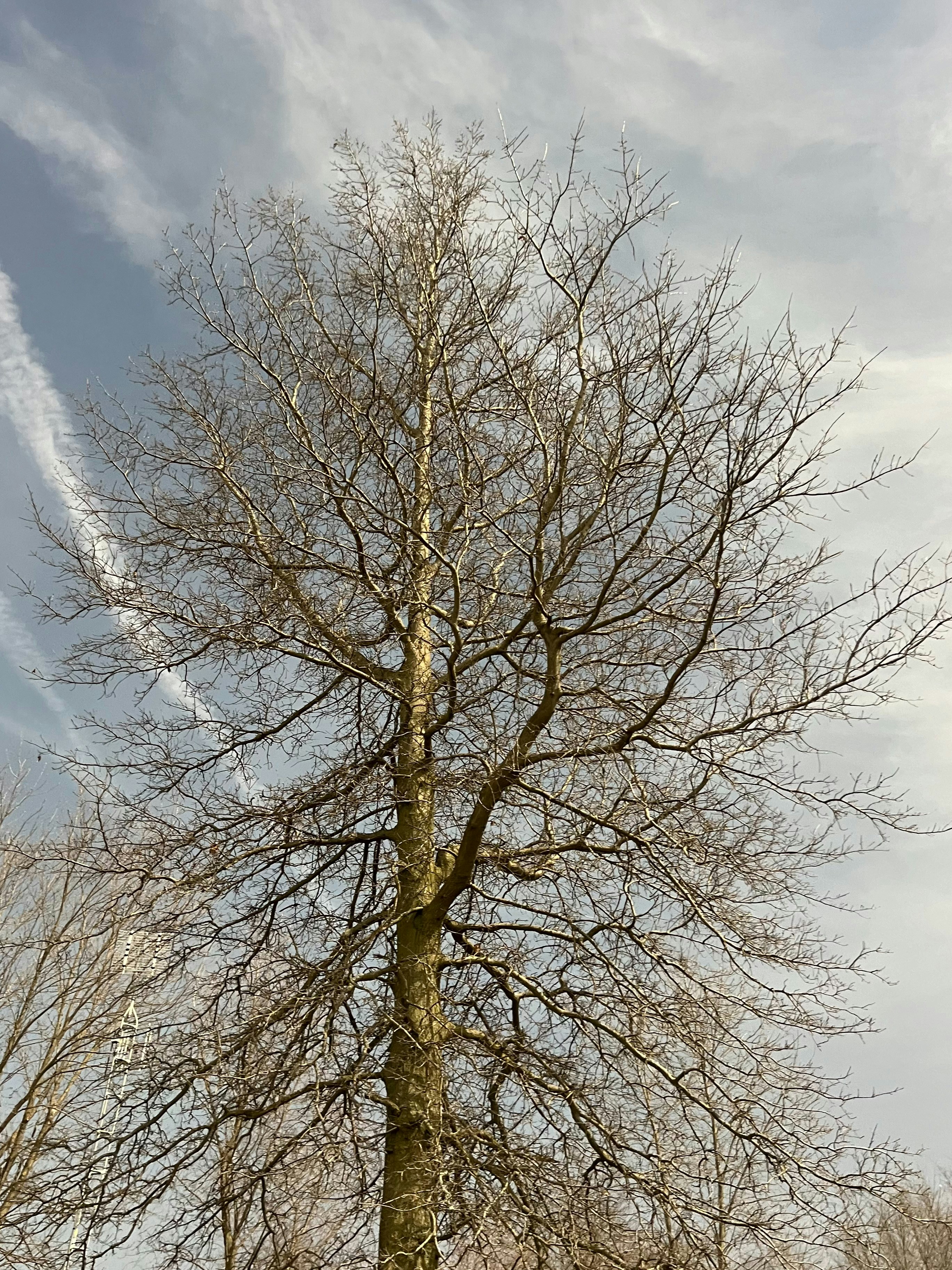 A large tree with no leaves in a park photo – Free Trees Image on Unsplash