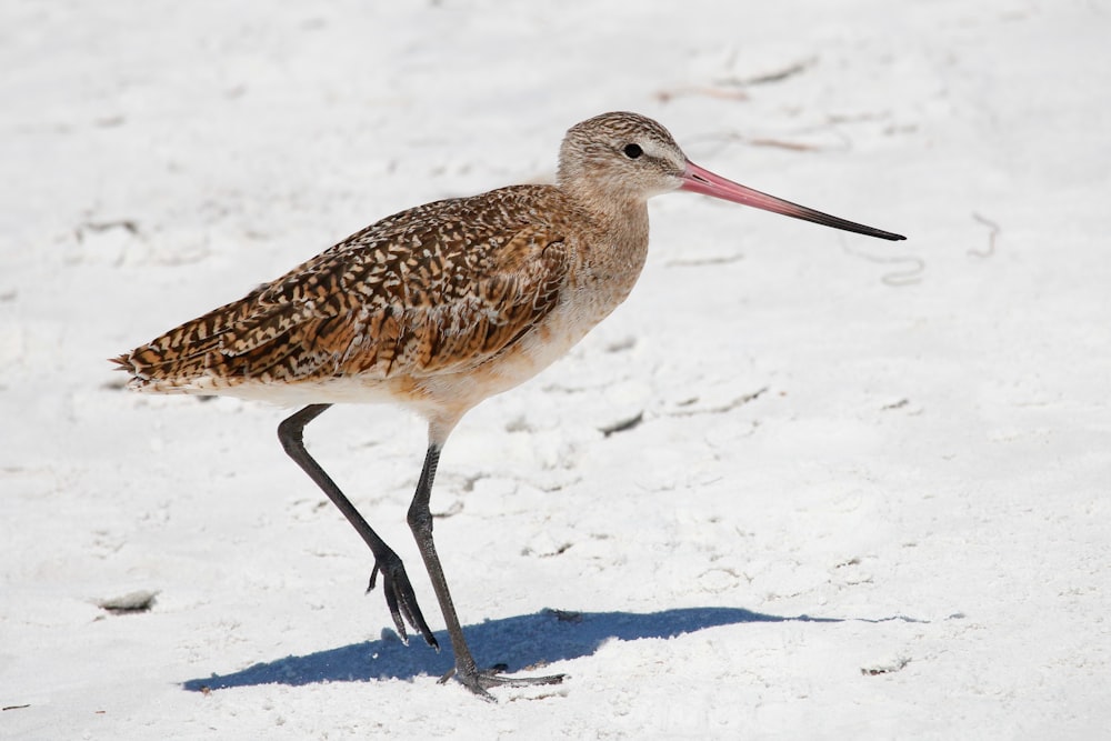 a bird with a long beak standing in the snow