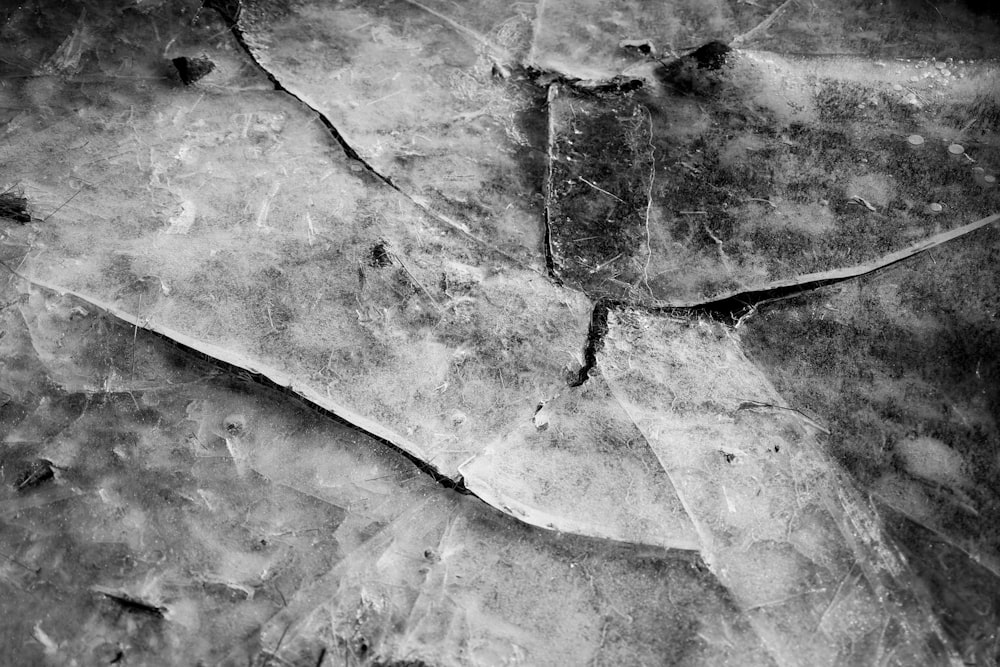 葉の白黒写真