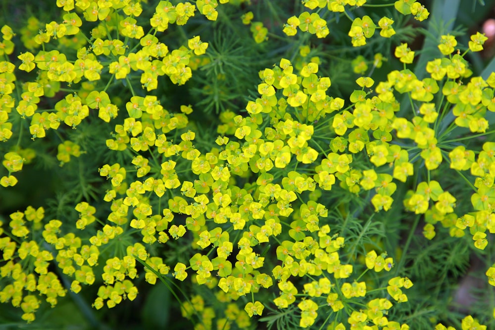 a close up of a bunch of yellow flowers