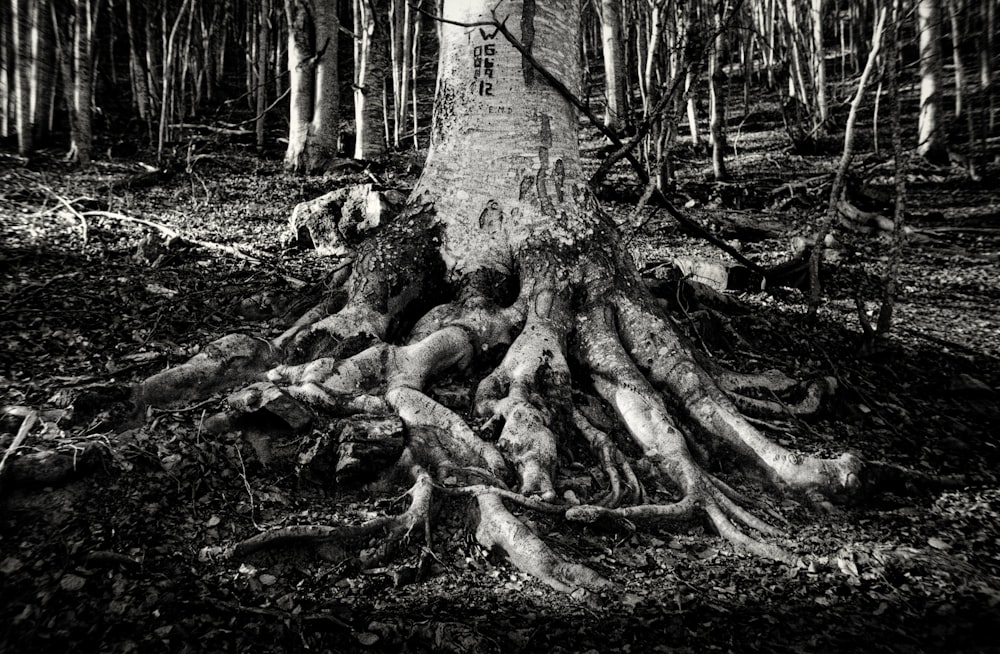 a black and white photo of a tree in the woods