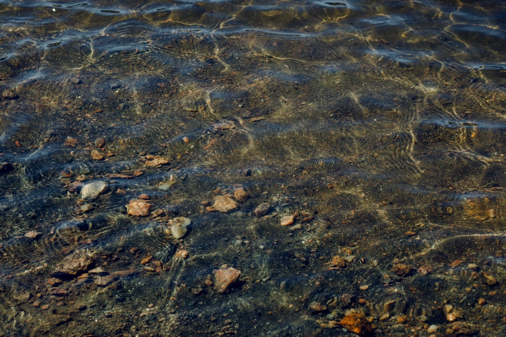 a close up of a body of water with rocks in it