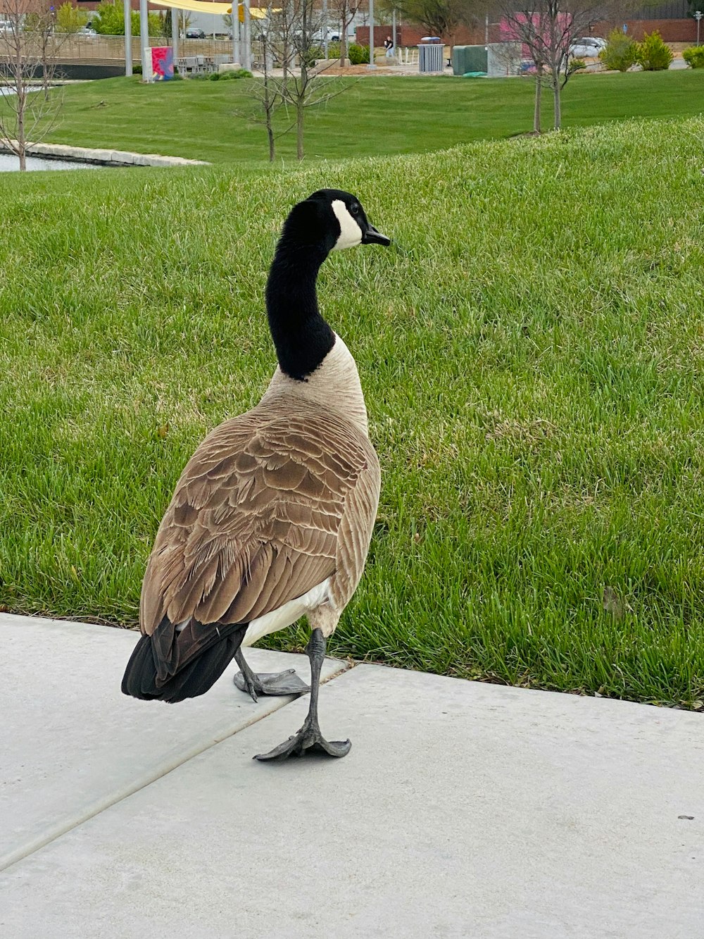 a goose standing on a sidewalk in a park