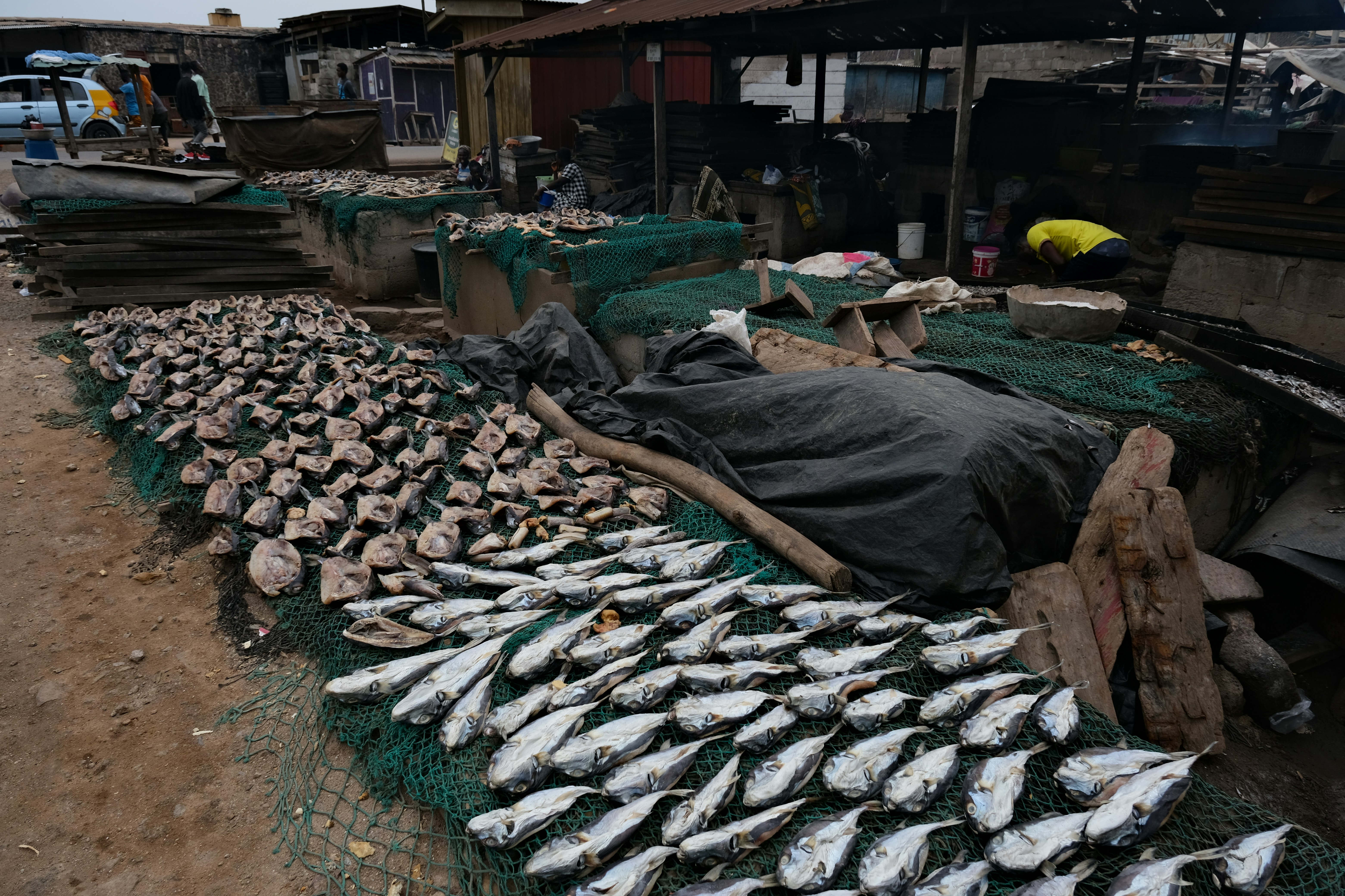 seikat ikan yang tergeletak di tanah