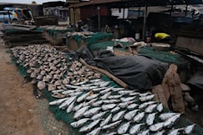 a bunch of fish that are laying on the ground