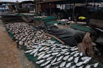 a bunch of fish that are laying on the ground