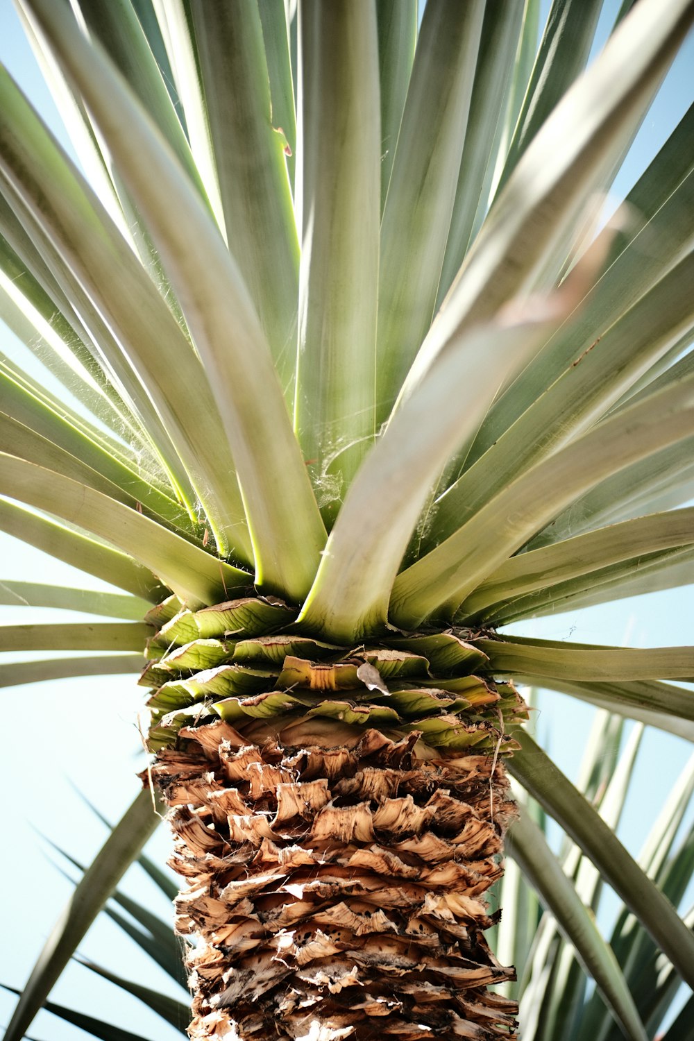 a close up of a palm tree with a sky background