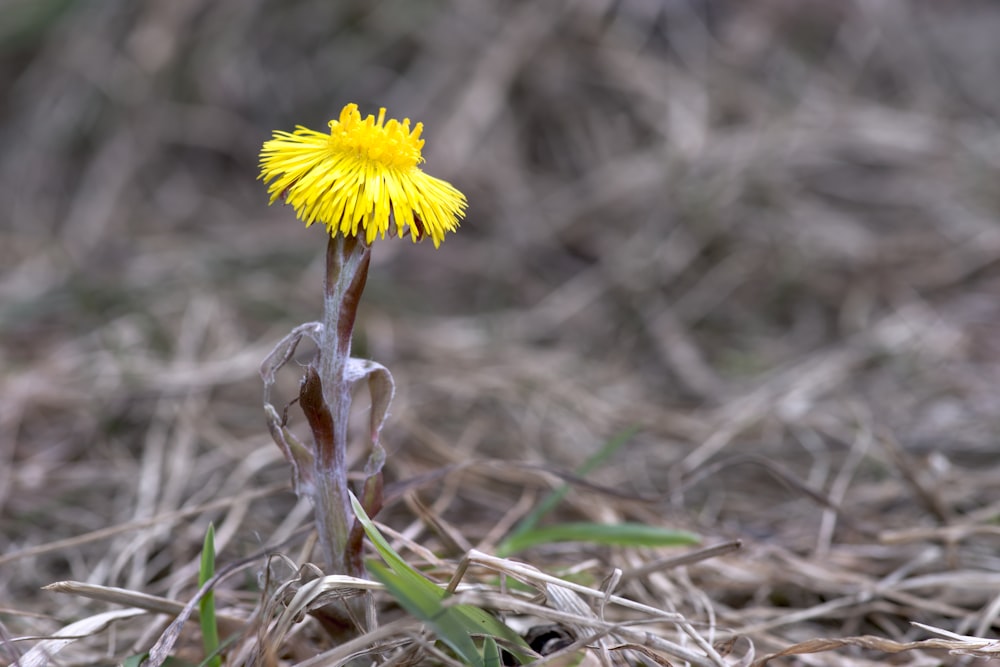 a single yellow dandelion sitting in the middle of a field