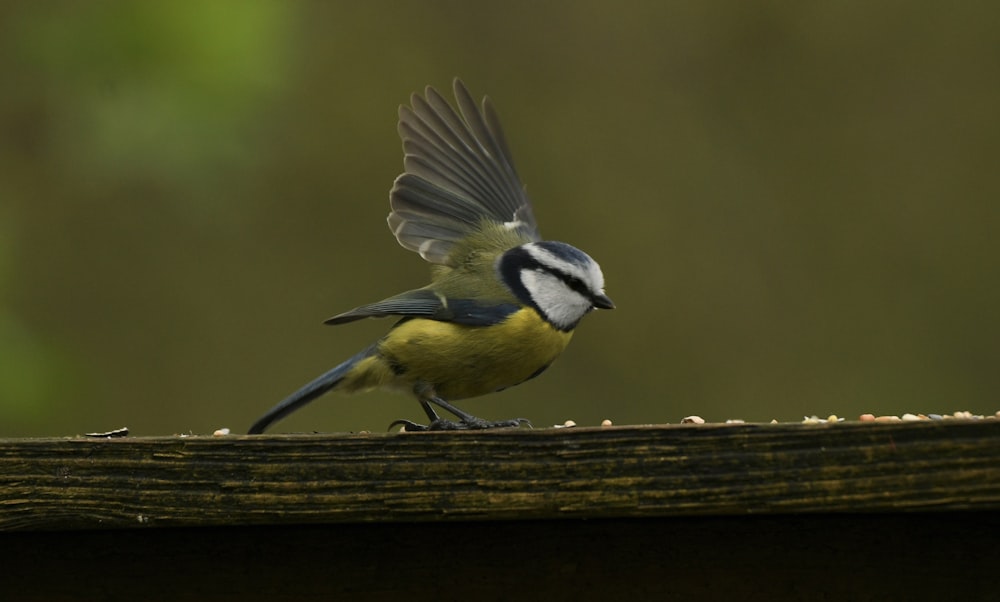 a blue and yellow bird with its wings spread