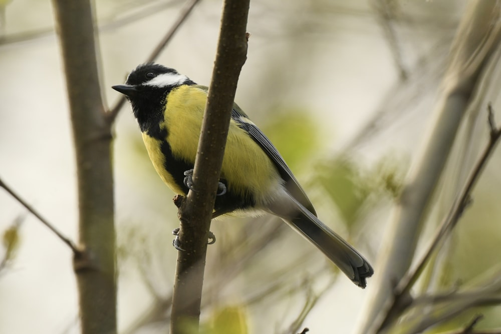 木の枝にとまる黄色と黒の鳥