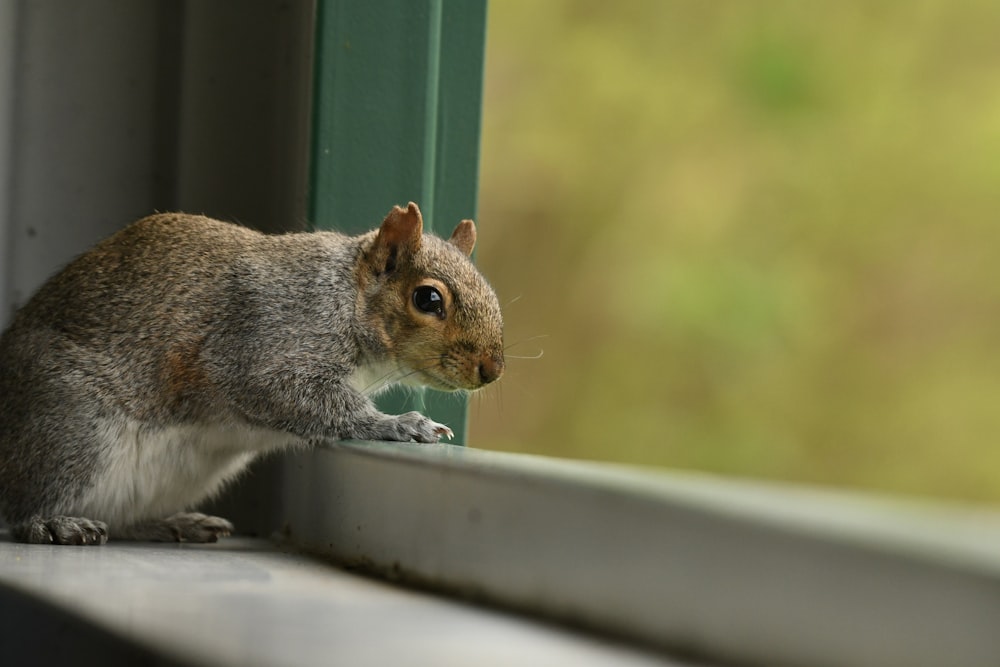 a squirrel is looking out of a window