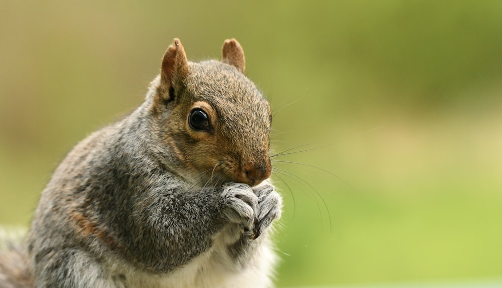 a close up of a squirrel eating something