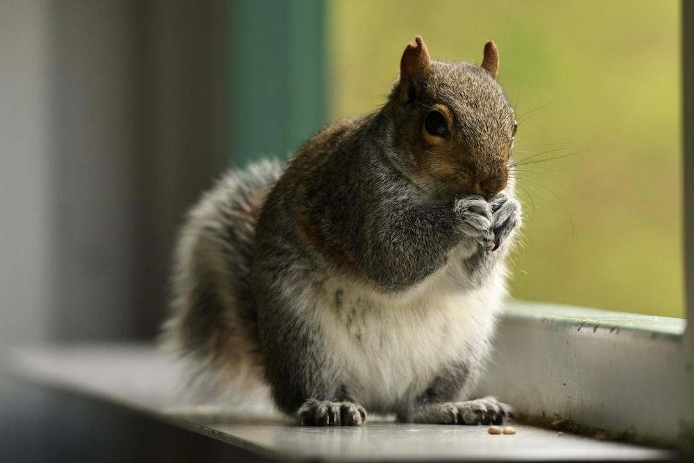 a squirrel is sitting on a window sill
