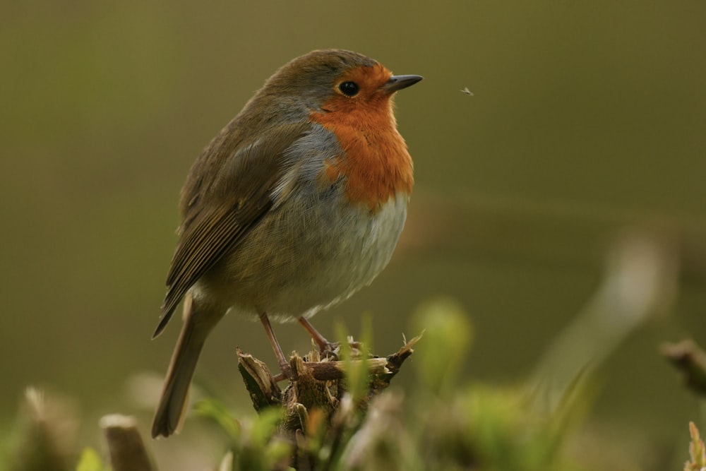 a small bird sitting on top of a green plant