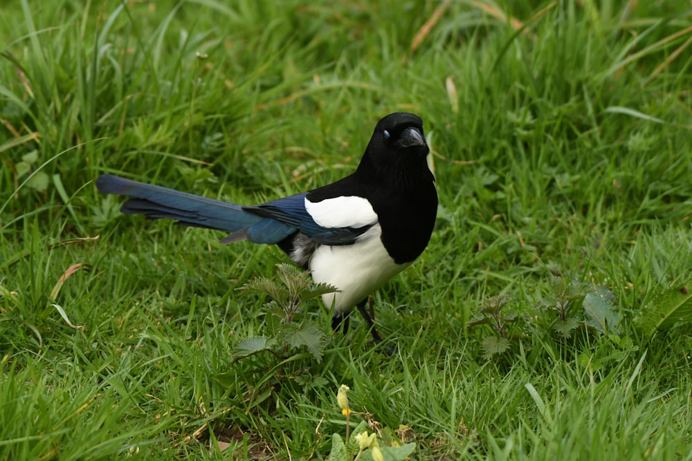 a black and white bird standing in the grass