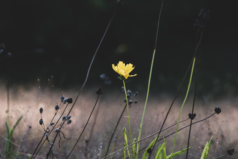 a single yellow flower sitting in the middle of a field