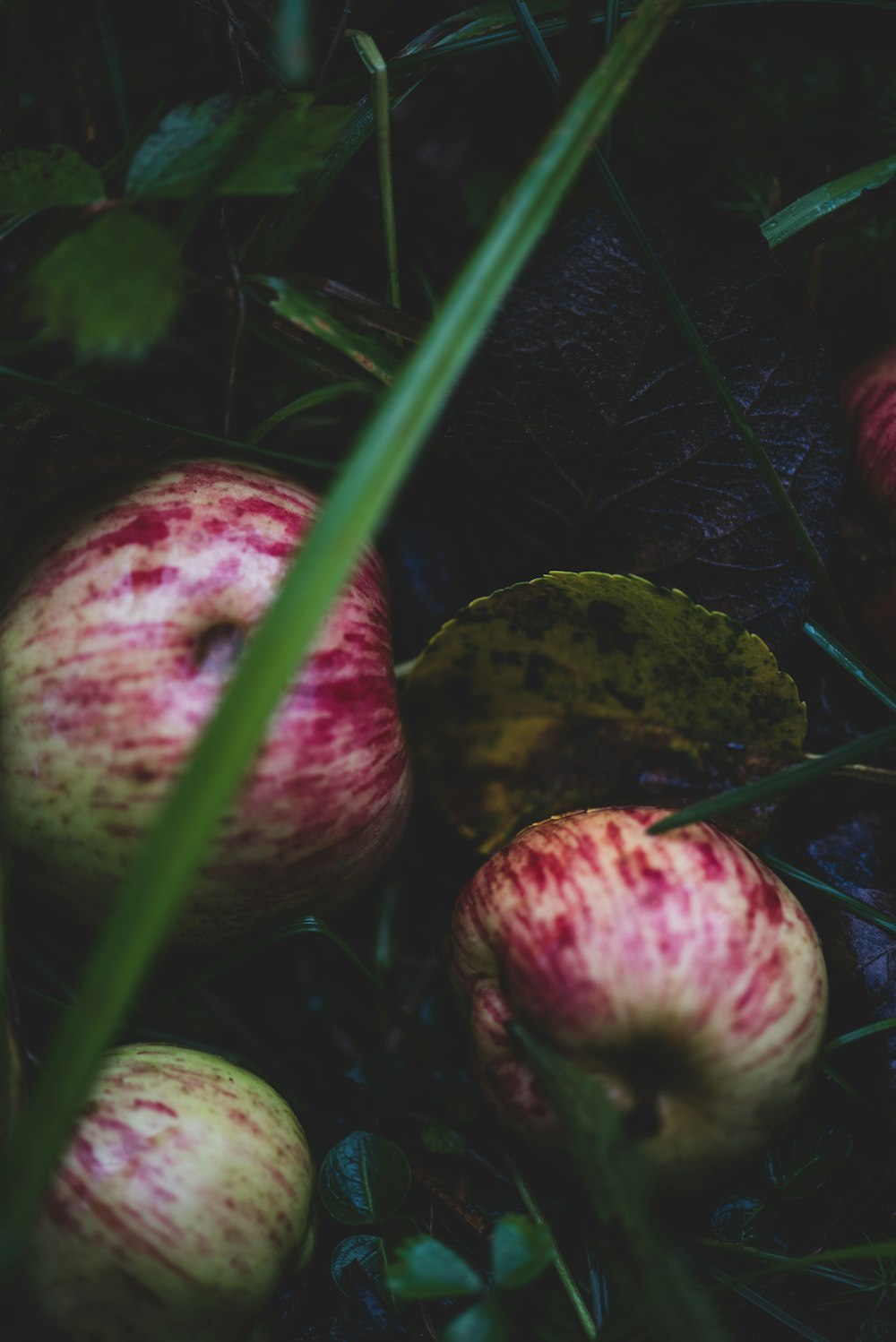 a bunch of apples that are sitting in the grass