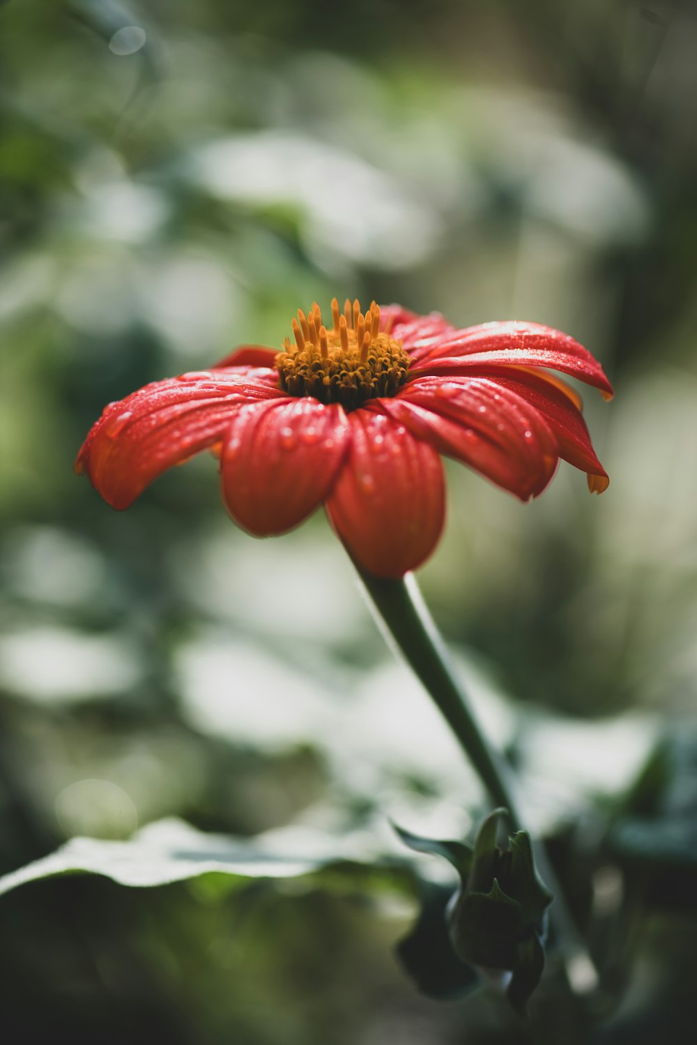 a red flower with water droplets on it