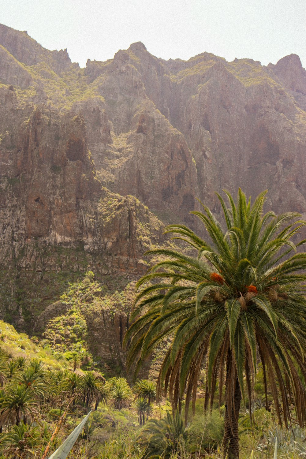 a palm tree in front of a mountain range