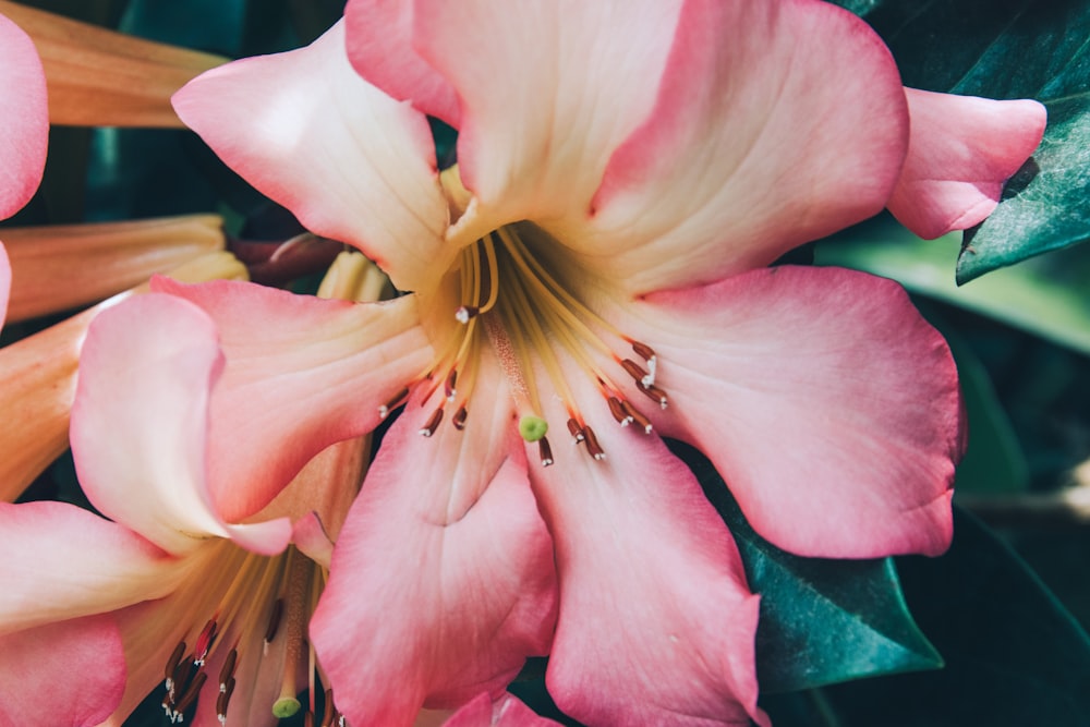 a close up of a pink flower with green leaves