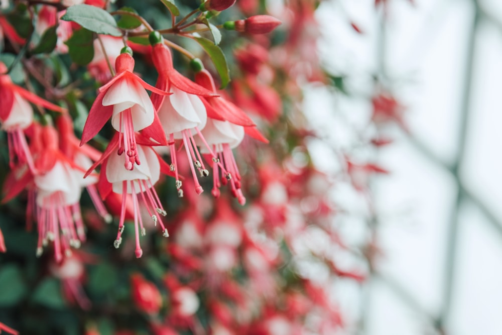 a bunch of red and white flowers hanging from a tree