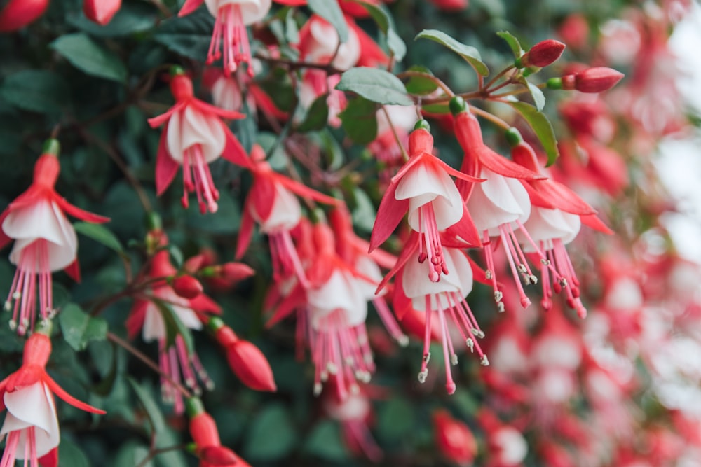 a bunch of red and white flowers hanging from a tree