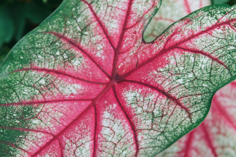 a close up of a pink and green leaf