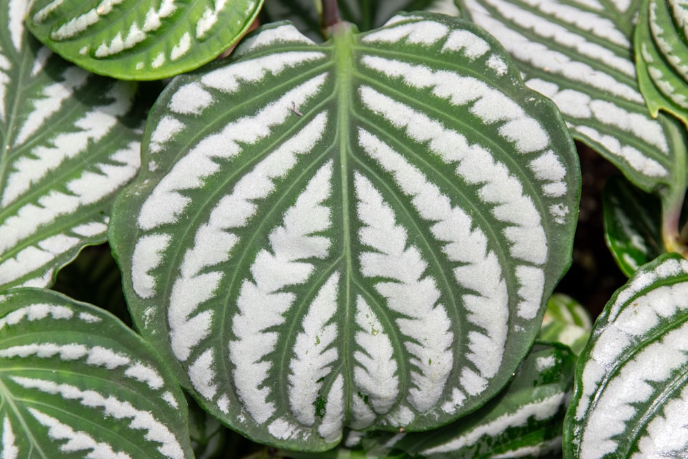 a close up of a green and white plant