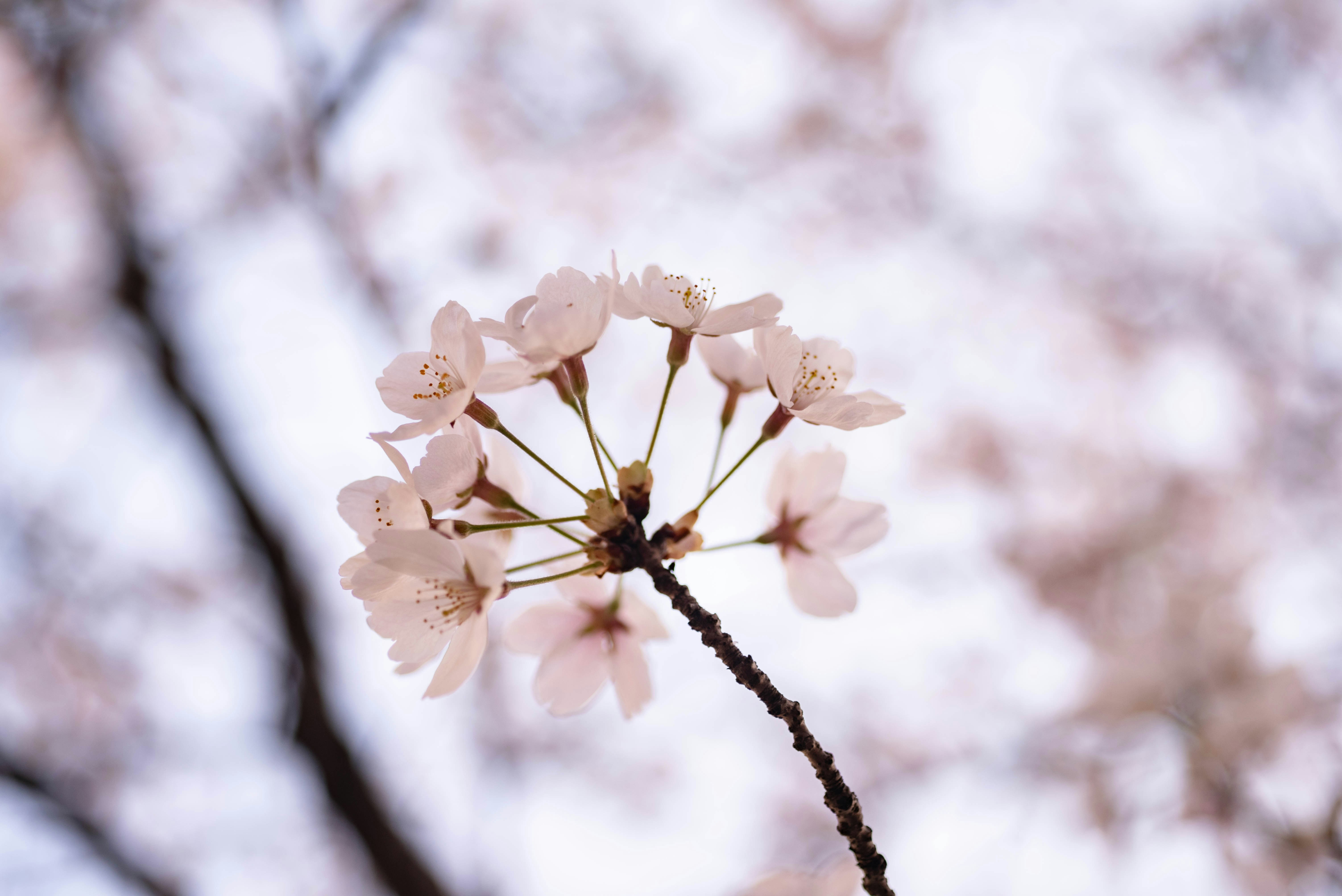 Photo by rays_pickpic