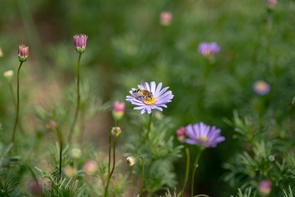 a bee is sitting on a purple flower