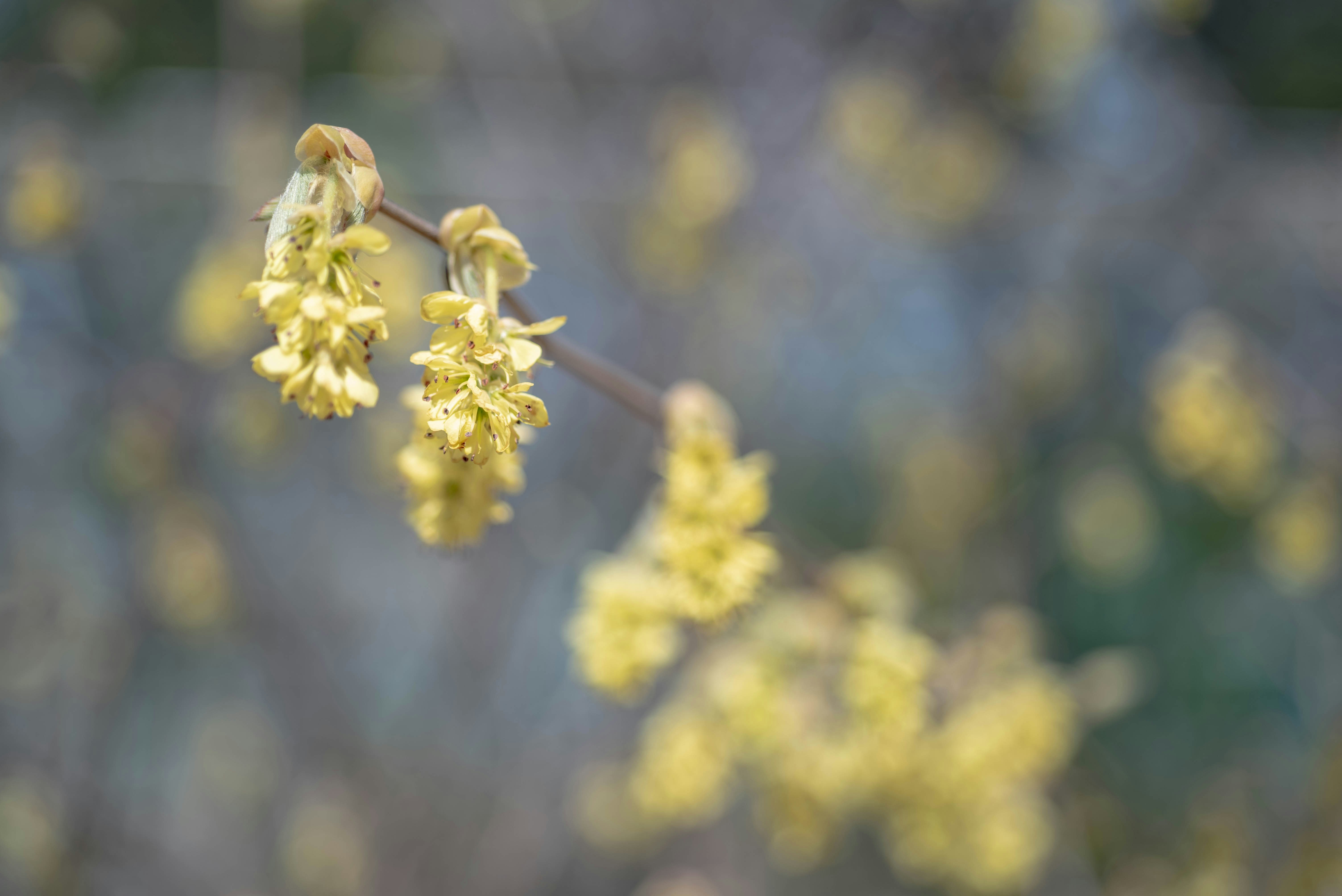 Photo by rays_pickpic