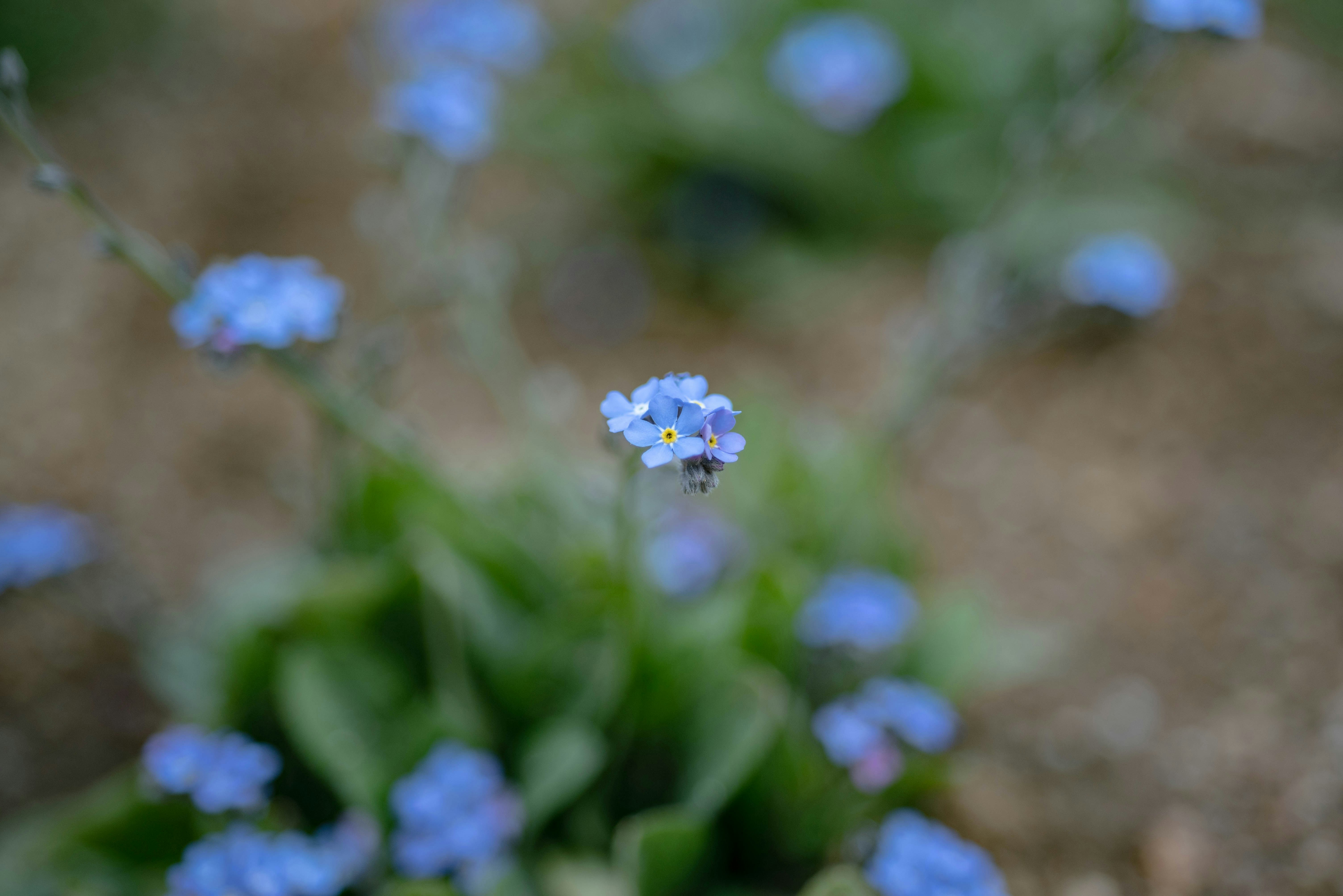 Photo by rays_pickpic